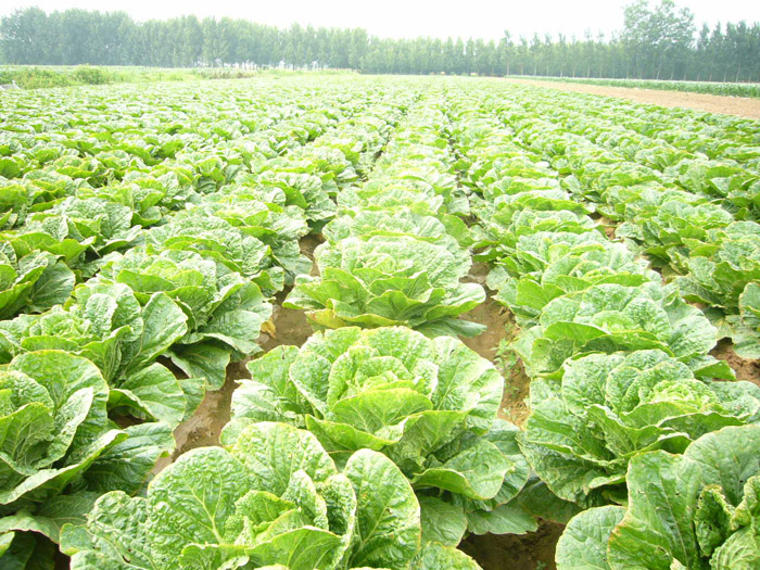 白菜基地